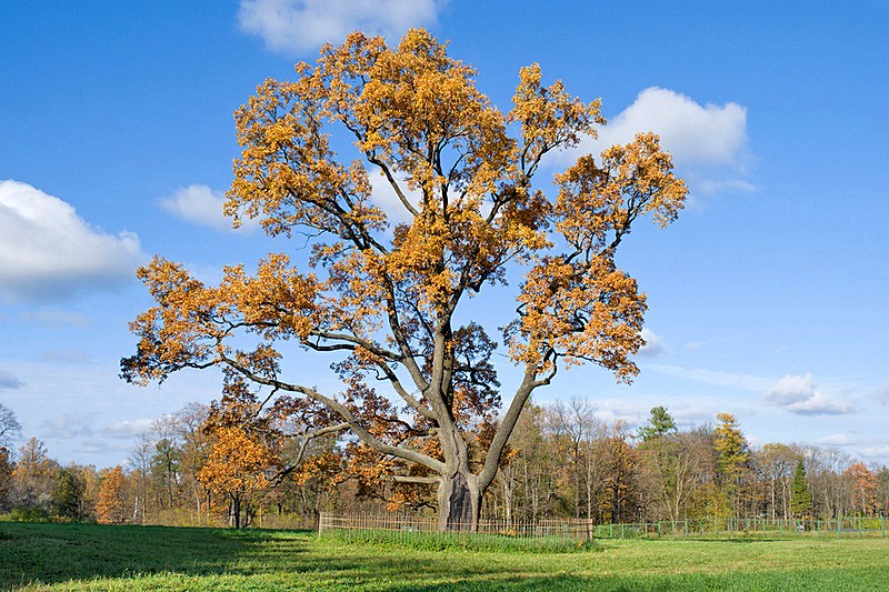 Old oak-tree in the park at Gatchina, royal estate south of St Petersburg, Russia