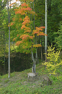 Oranienbaum Park, St. Petersburg, Russia