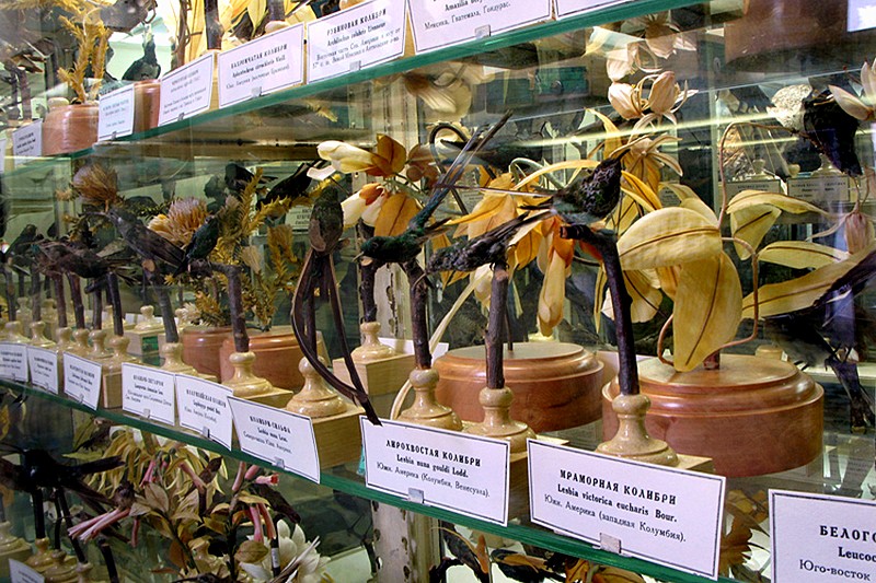Collections of birds in the Zoological Museum in St Petersburg, Russia