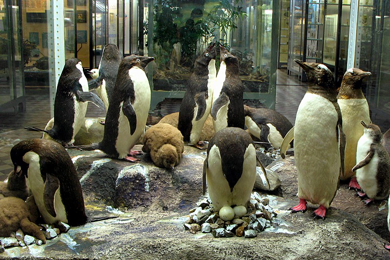 Penguins in the Zoological Museum in St Petersburg, Russia