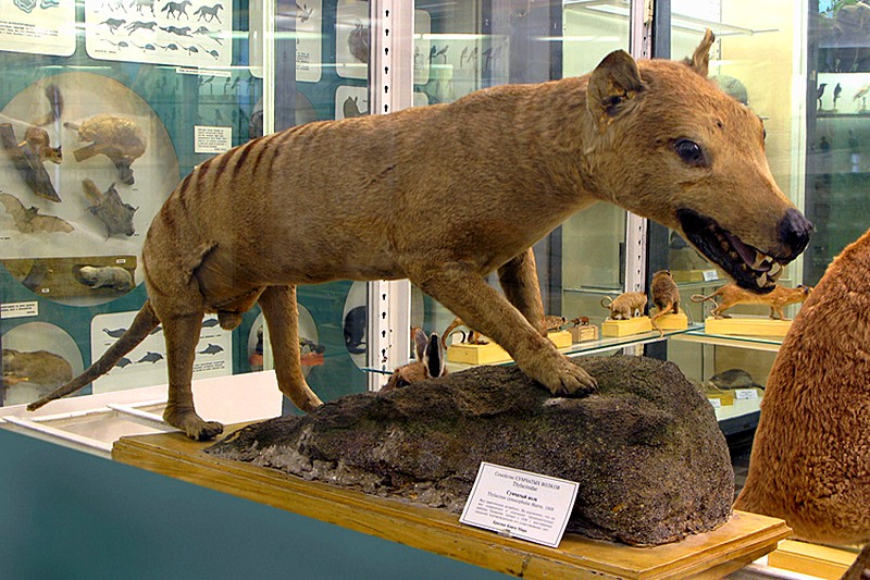 Thylacine in the Zoological Museum in St Petersburg, Russia