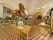 Zoological Museum, St. Petersburg, Russia								